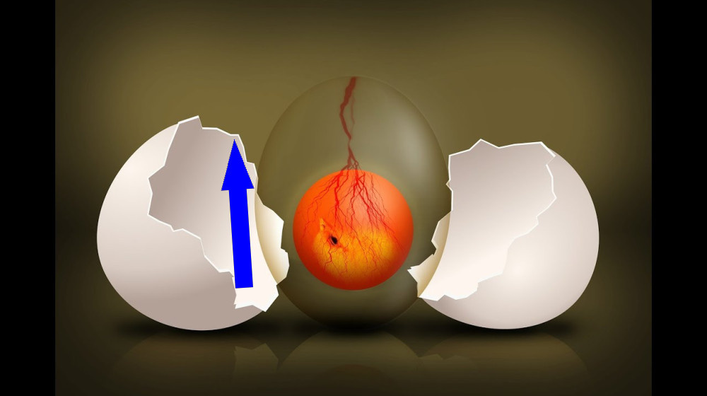    Жизнь началась с яйца Но не курицы вас ждет шок