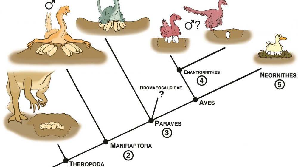    Жизнь началась с яйца Но не курицы вас ждет шок