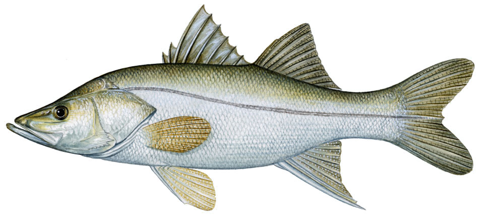 Centropomus parallelus