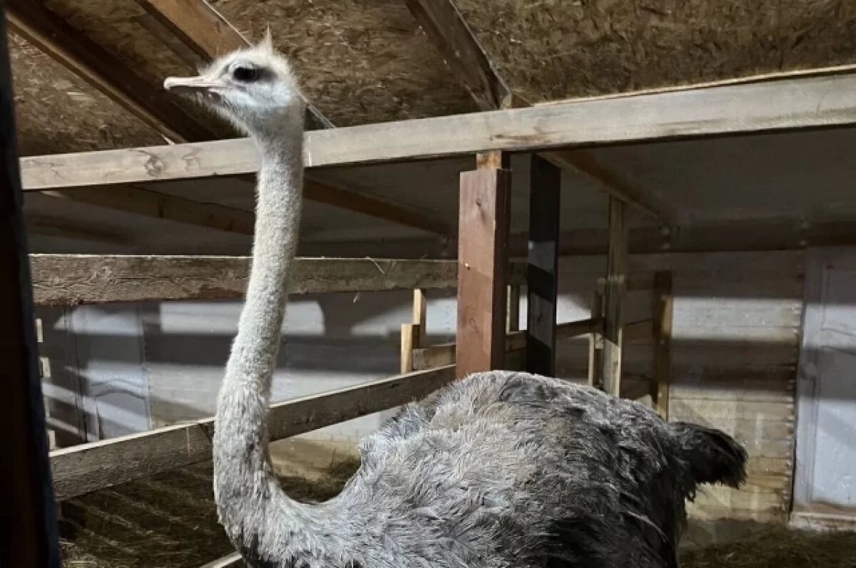    Мэр Стрежевого напомнил о работе страусиной фермы