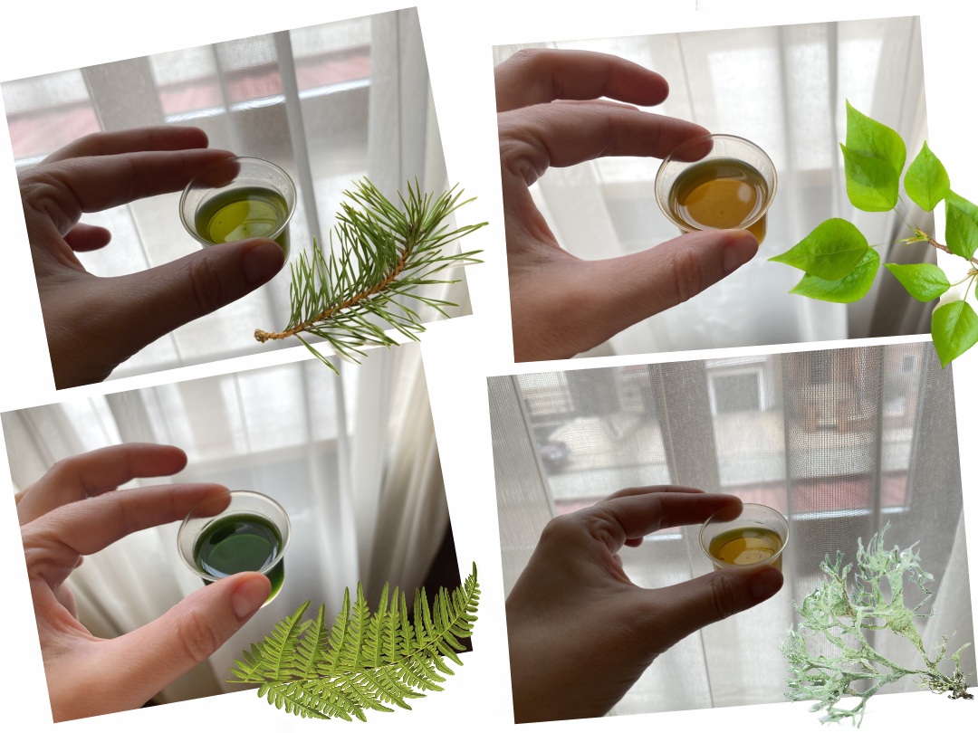 (фото тинктур из личного архива автора 🤳)