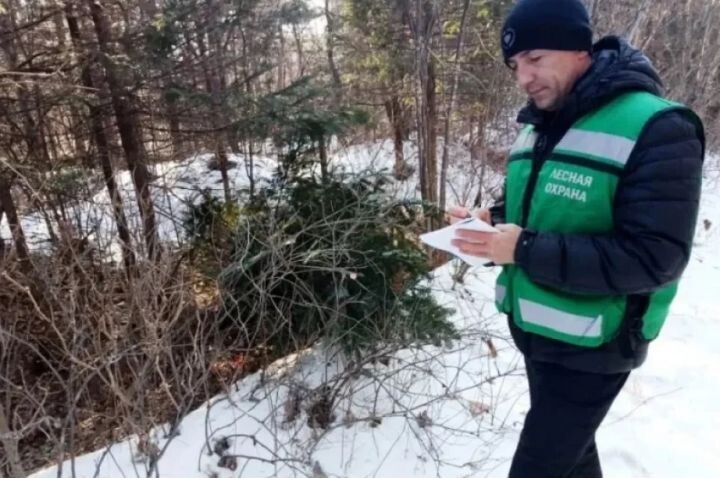    Фото:Пресс-служба министерства лесного хозяйства и лесопереработки Хабаровского края