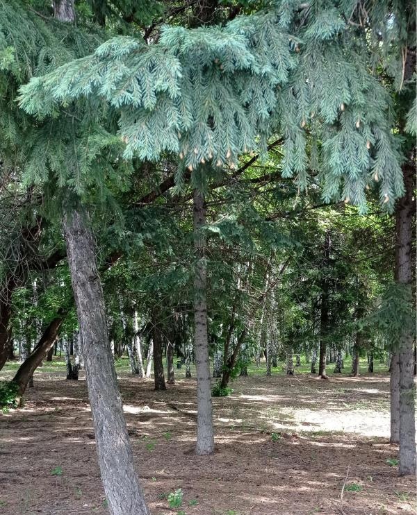 В районе аэропорта Барнаул.