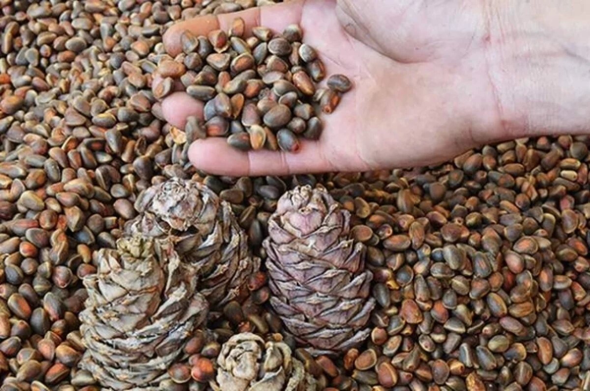    Кедровые орехи из Новосибирской области покорили зарубежные рынки