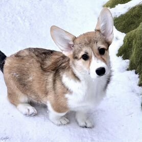 Фото с сайта Яндекс картинки. 