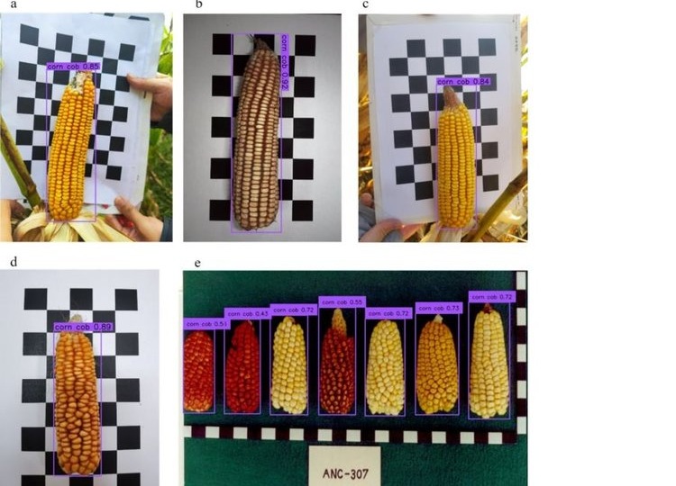 ИИ совершенствуется для помощи селекционерам кукурузы