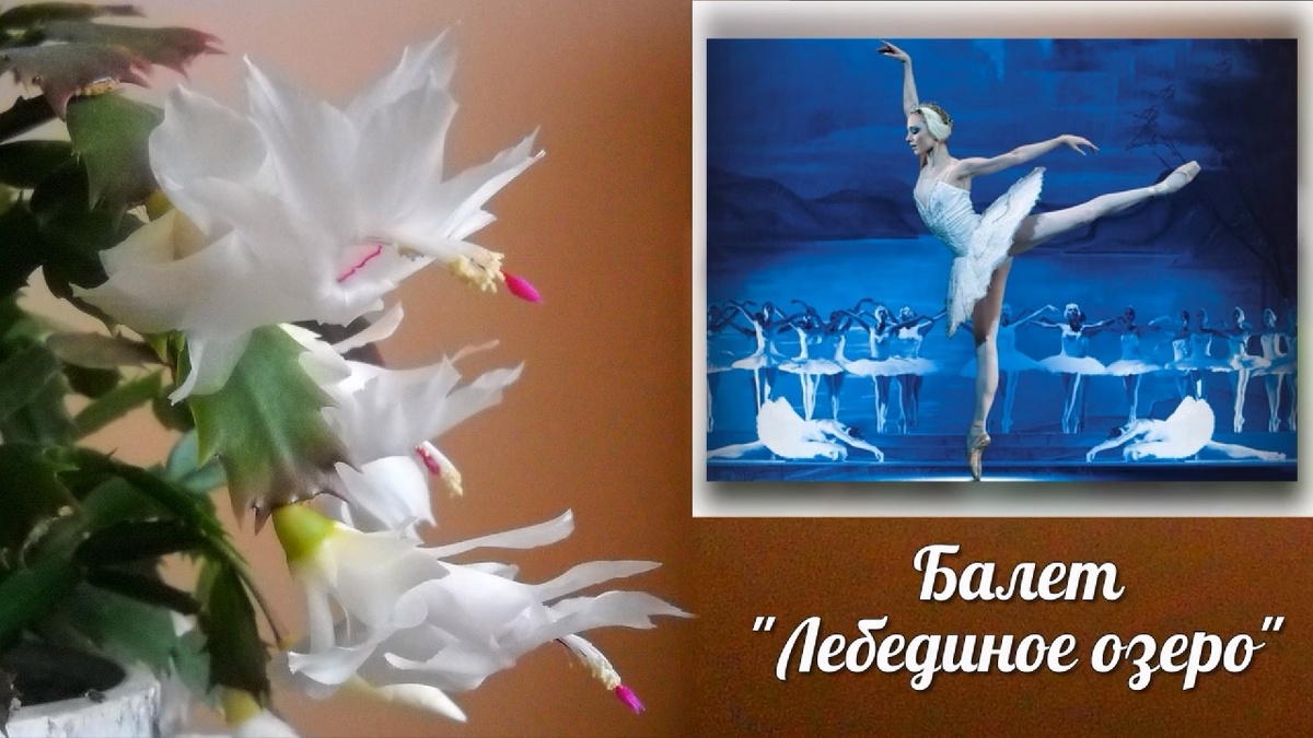 Коллаж Декабрист из личного фотоархива