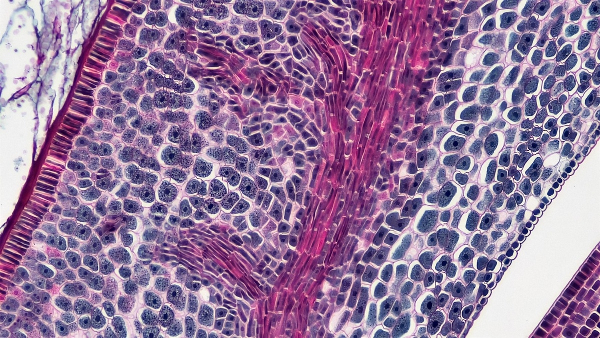 Источник: Bioscience Image Library by Fayette Reynolds / Unsplash  📷
