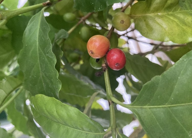 В оранжерее Ботанического сада Тимирязевки на Новый год созрели плоды кофе