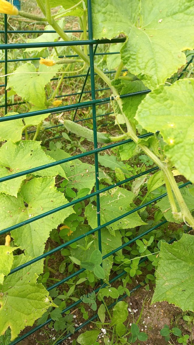 Уже август, а вот только завязались