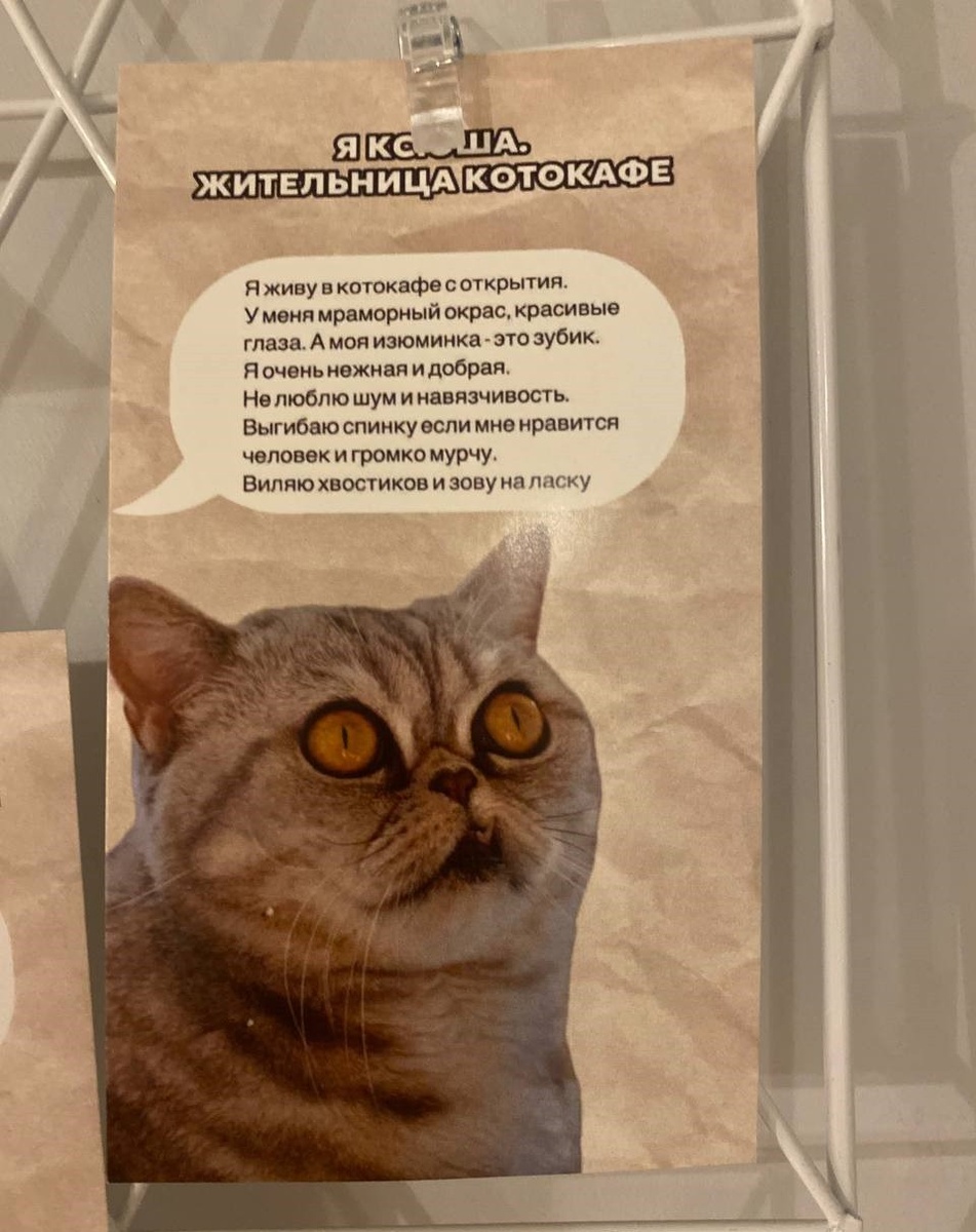    Котокафе поставило себе социальную миссию. Фото: ГУРОВА Александра