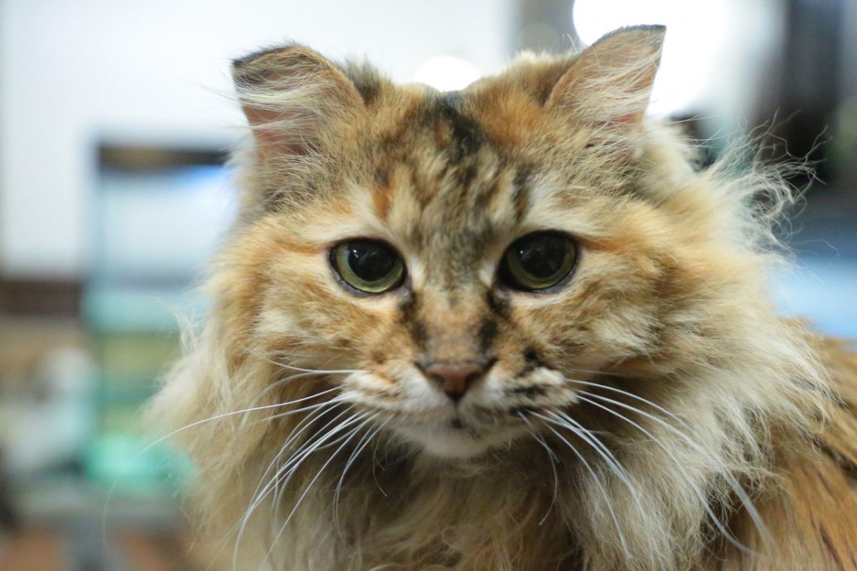    С животными в этот день нужно обращаться с вниманием и заботой