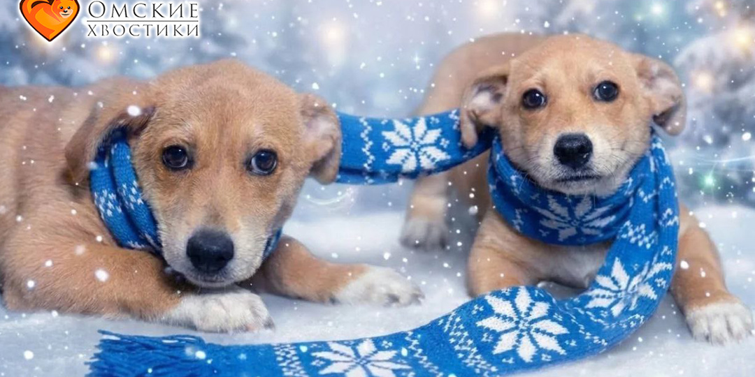 Готовы влюбиться? Они ждут именно ТЕБЯ!