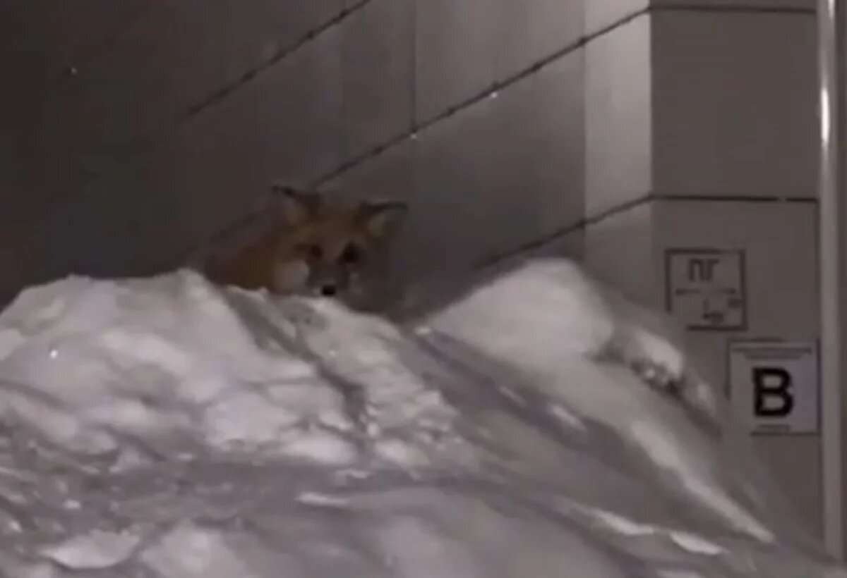    В Южно-Сахалинске лиса пришла на новогодний праздник во двор жилого дома