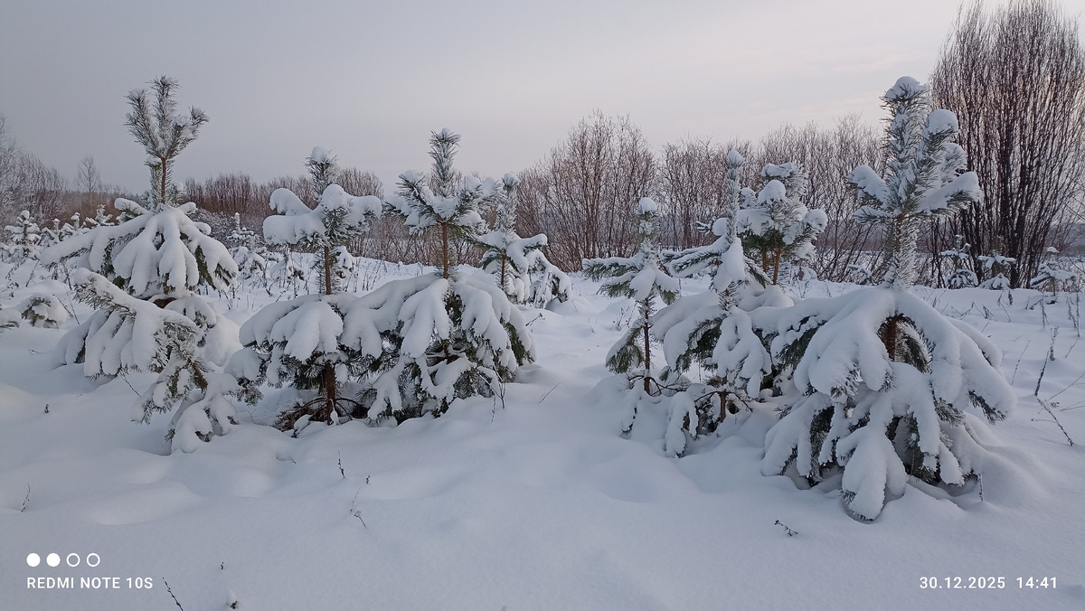 Маленькие сосны в зимнем наряде. Фото автора.