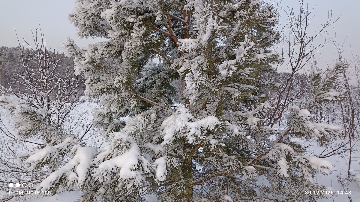 Сосна. Фото автора.