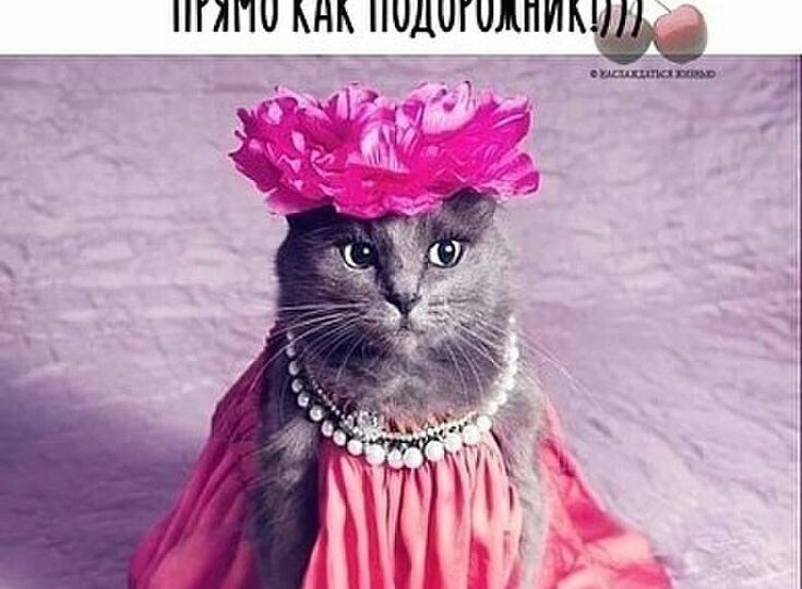 Забавные кото-мемы, свежая подборка