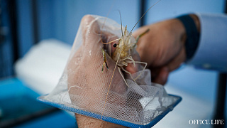 Гонка ИИ и креветочная ферма под Ляховичами. Бизнесы, которые впечатлили нас в 2025 году