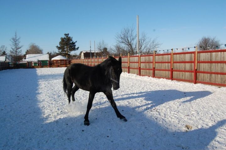 Встречи с лошадьми и закономерности жизни: история хабаровчанки