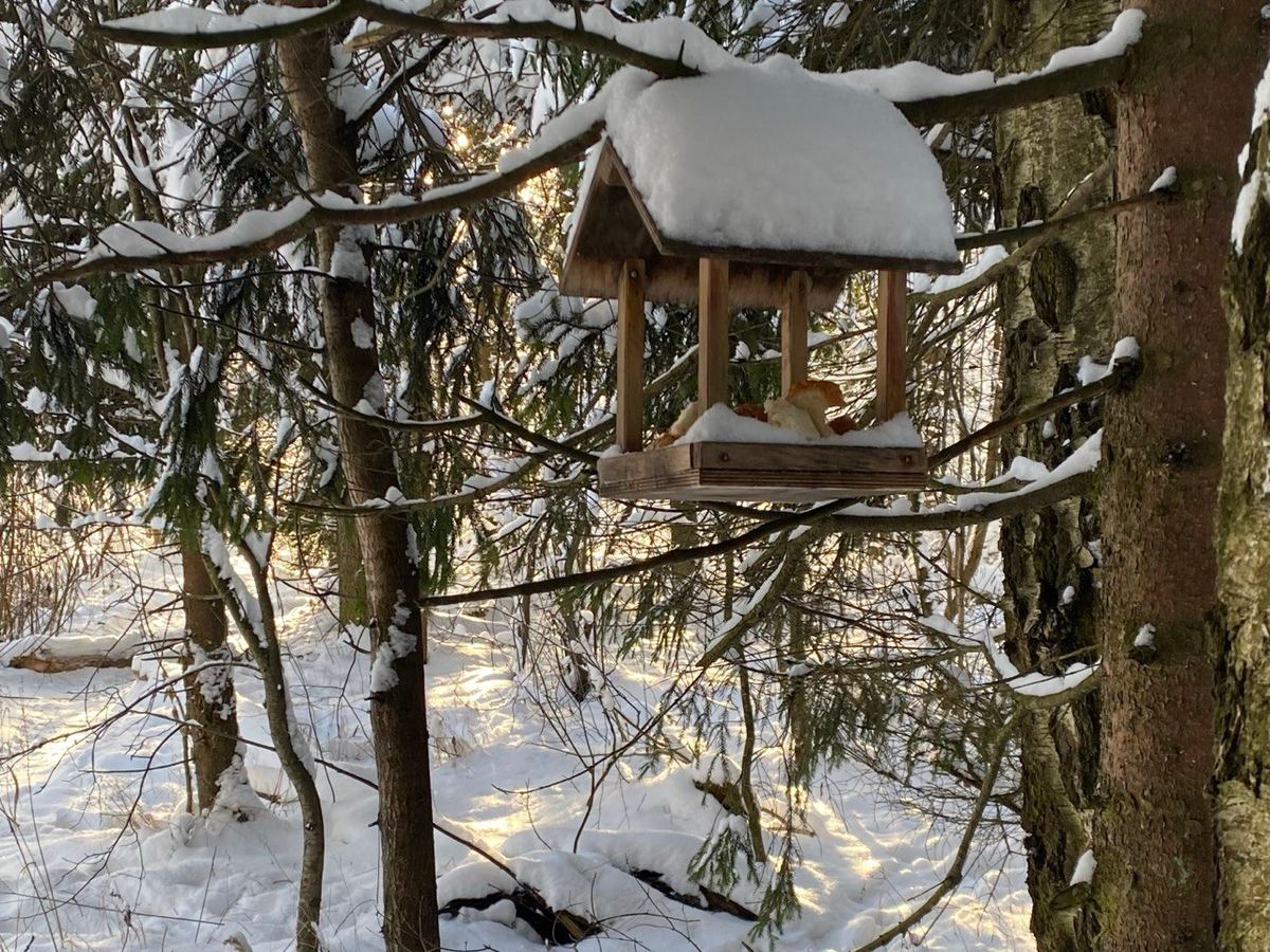 В лесу просто сказка