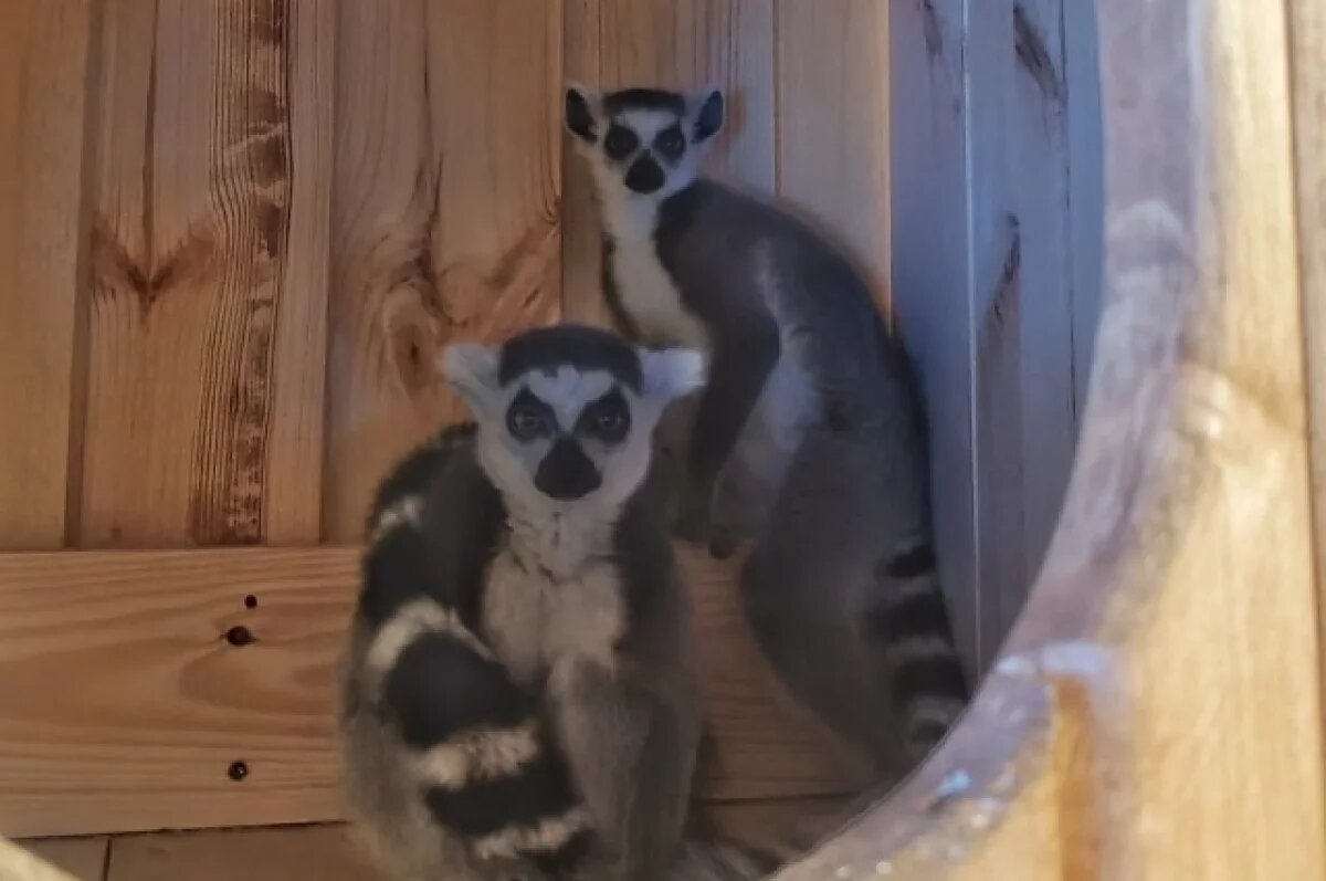    Лемуру из Большереченского зоопарка Омской области привезли подругу