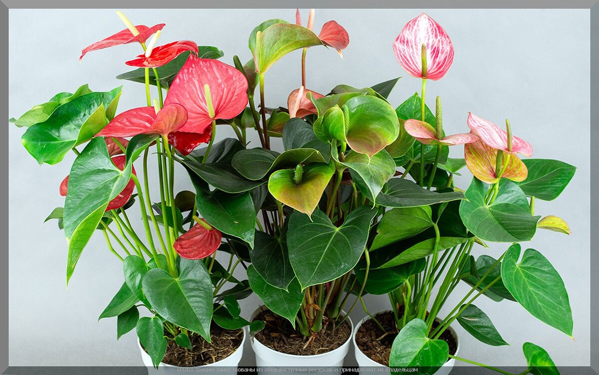 https://vk.com/photo-159774511_457274715. Антуриум