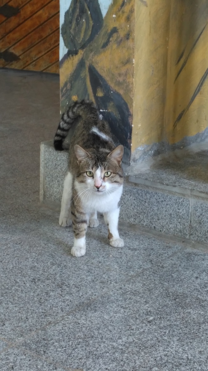 Персидский кот, Иран, Точал, приют Ширпала