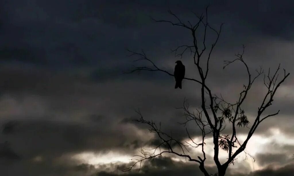 Изображение взято из открытых источников интернета. 