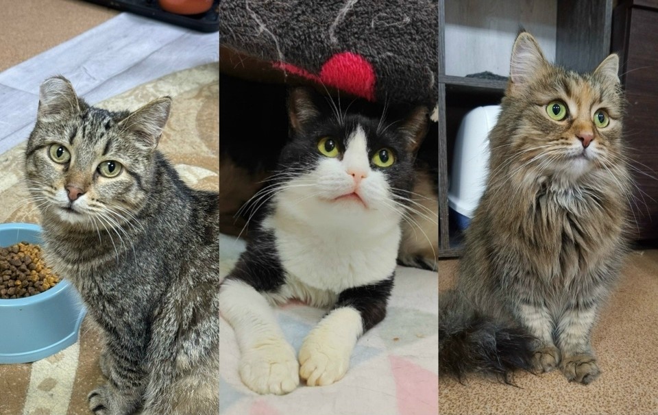    Ищем дом животным из приюта Ижевска. Фото: котофонд «Спасем вместе»