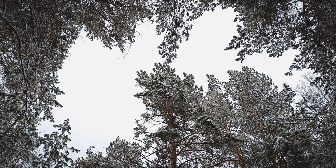 Стало известно, какая погода ожидается в Карелии в субботу