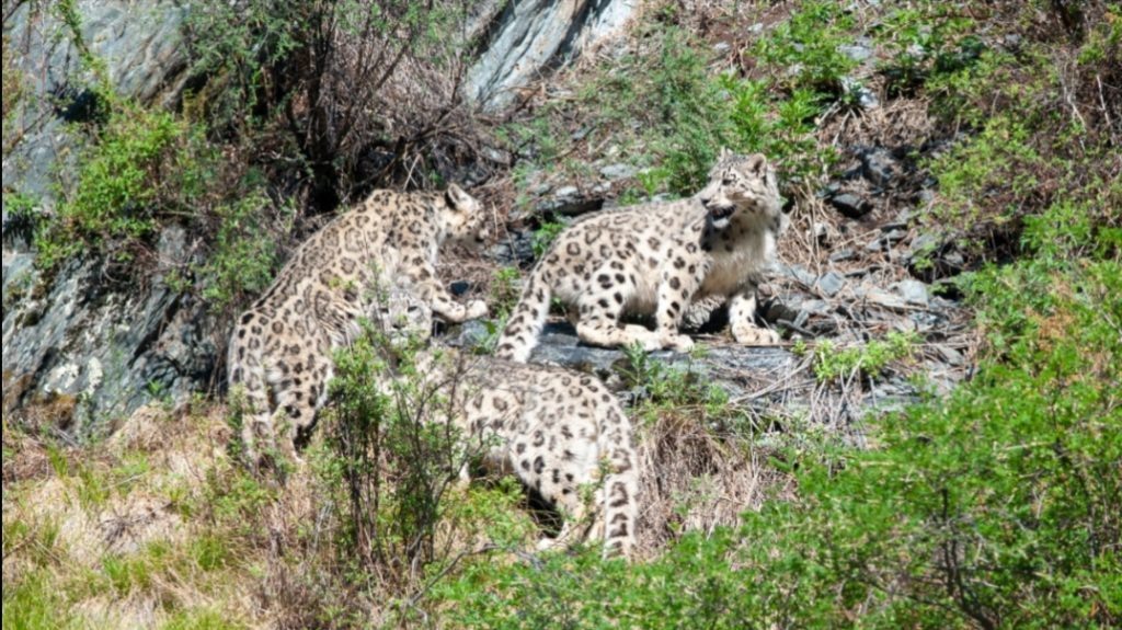    Фото : Р. Афанасьев Остап Мусаев
