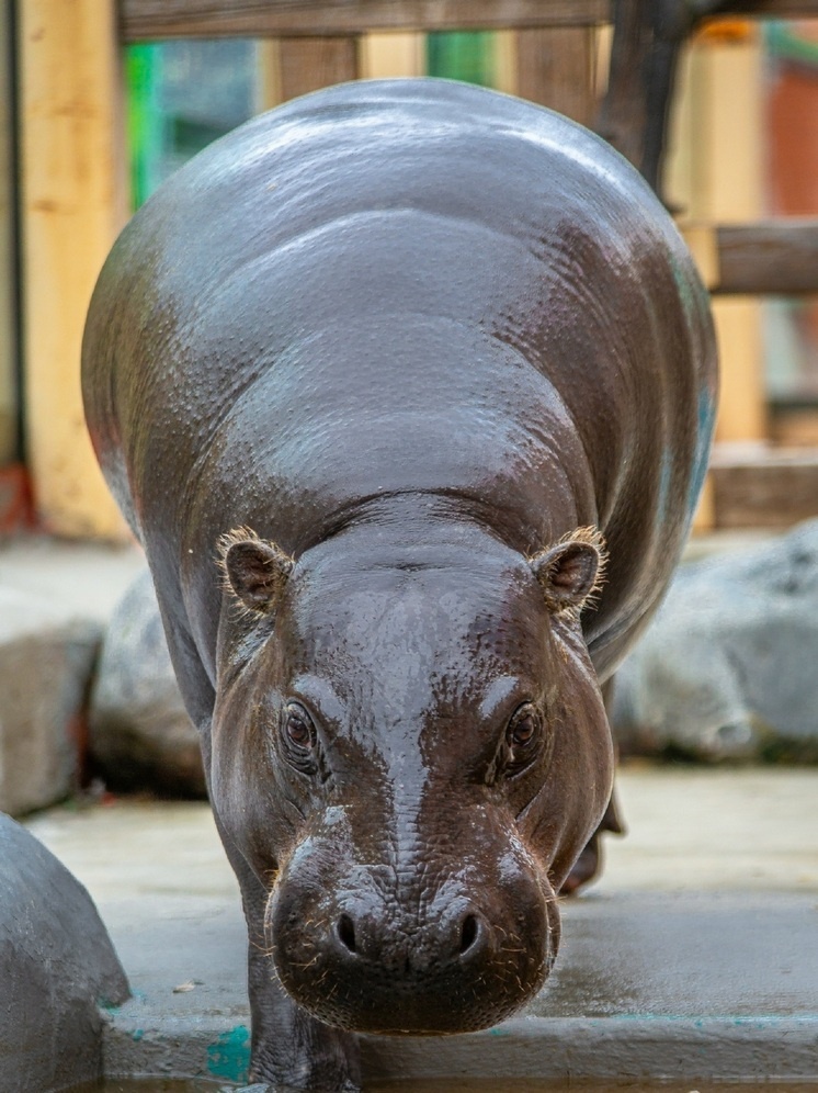     Бегемот. Фото: паблик ВКонтакте «ЕКАТЕРИНБУРГСКИЙ ЗООПАРК»