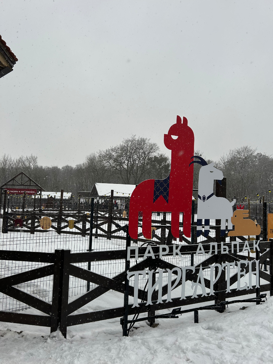 Альпаки находятся только в одном вольере.