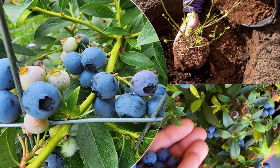 Яма для голубики — глубина, правильный состав и главный секрет: КИСЛОТНОСТЬ