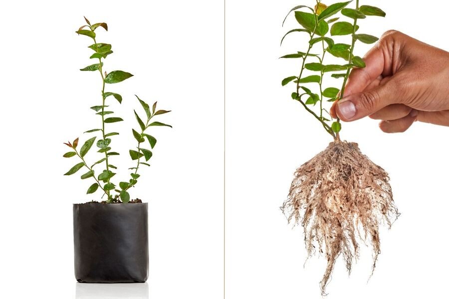 Корневая система голубики мочковатая, густая, но очень тонкая и чувствительная, без всасывающих волосков (их функцию выполняет микориза).