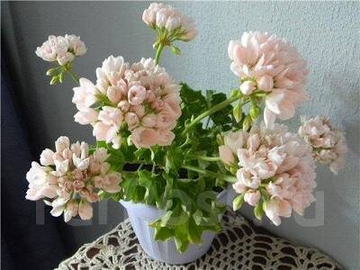 Яндекс. Картинки