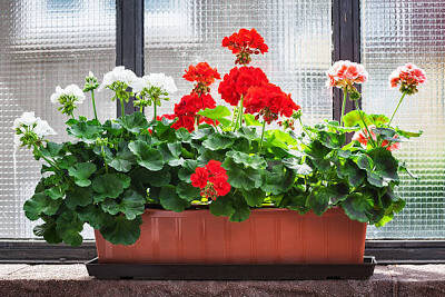 Яндекс. Картинки