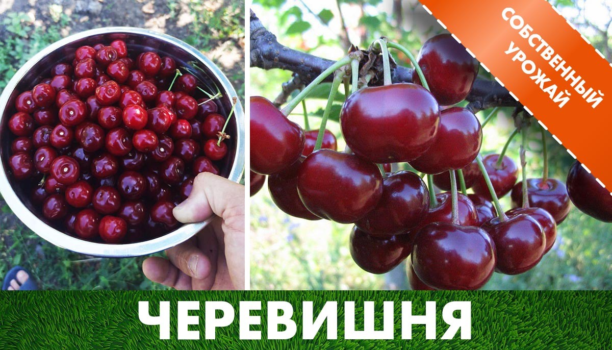 Урожай Черевишни на нашем участке в клетке саженцев