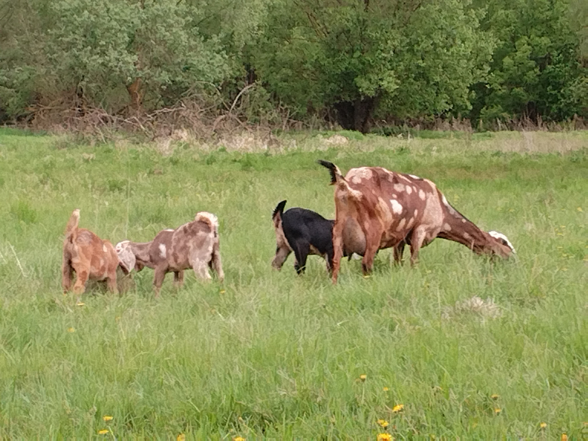 Грессия с козлятами, весна 2025