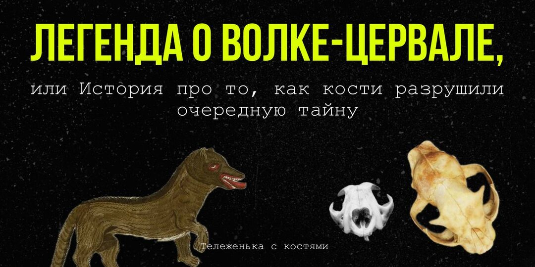 Легенда о волке-цервале, или История про то, как кости разрушили очередную тайну