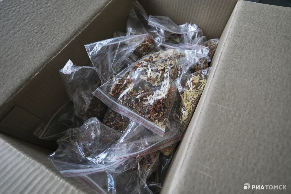    "Дошик" по-томски, © РИА Томск. Никита Гольцов