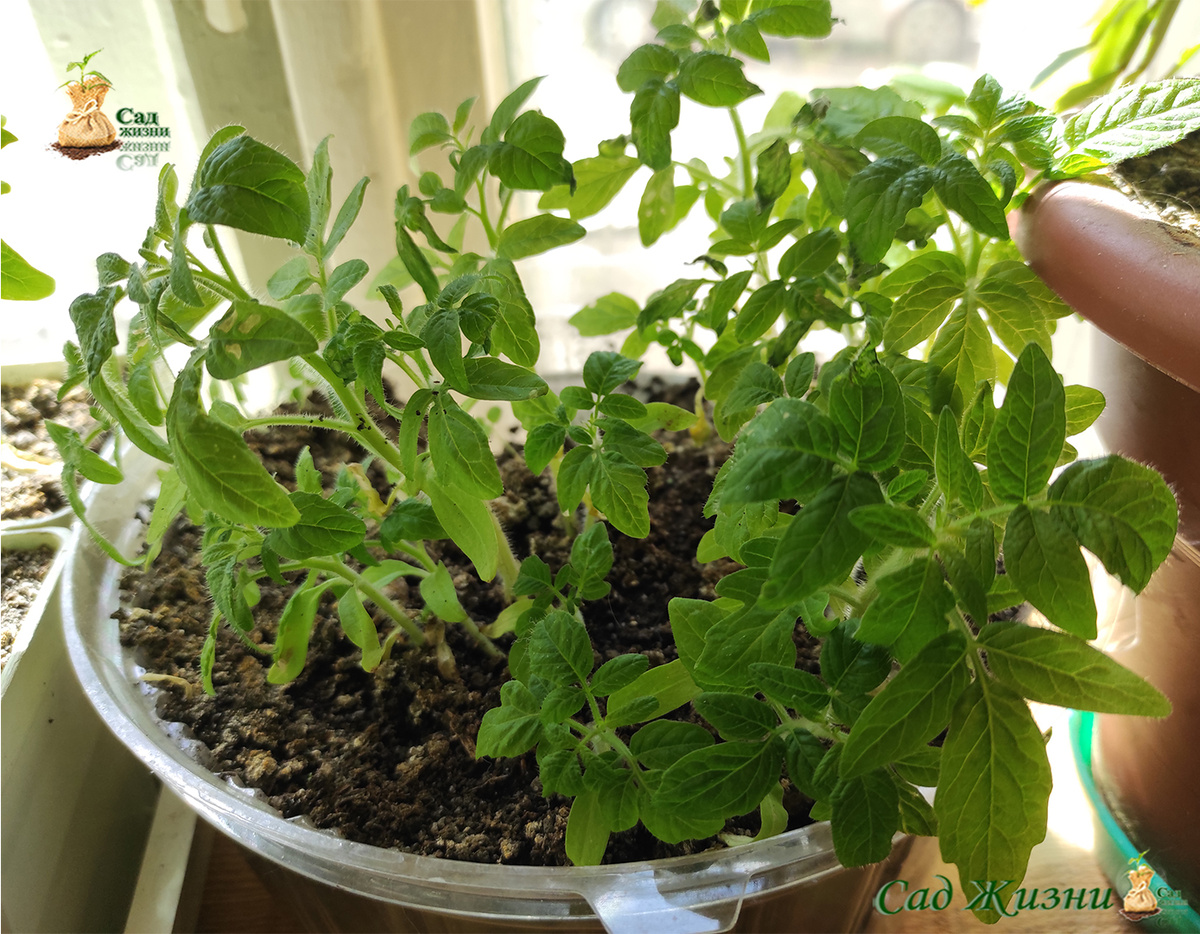 Почему мы выращиваем рассаду сами