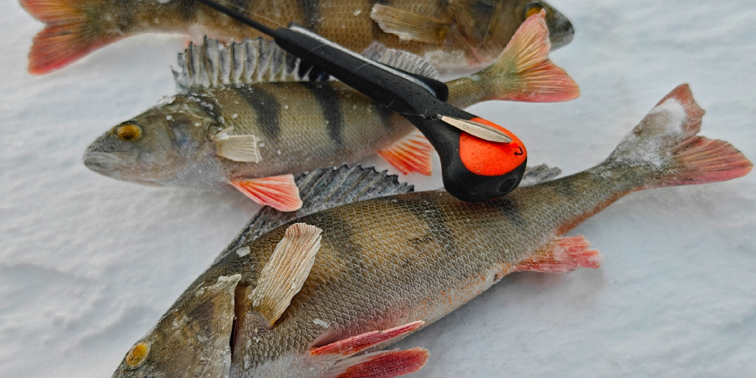 Первая ладожская рыбалка 2026 года