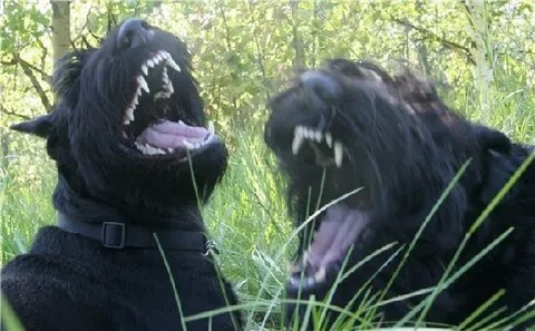 Картинка взята из Яндекс-Картинок.