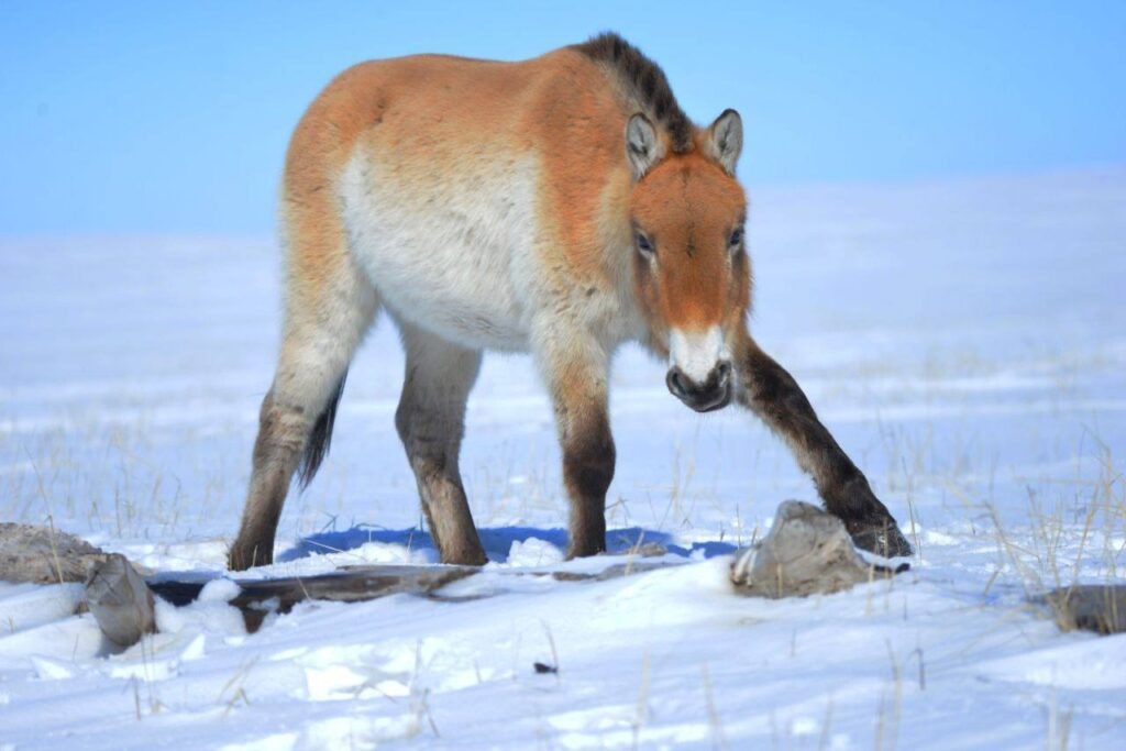     В Оренбургском заповеднике за год родились 30 жеребят лошади Пржевальского Оренбуржье
📷    В Оренбургском заповеднике за год родились 30 жеребят лошади Пржевальского Оренбуржье
