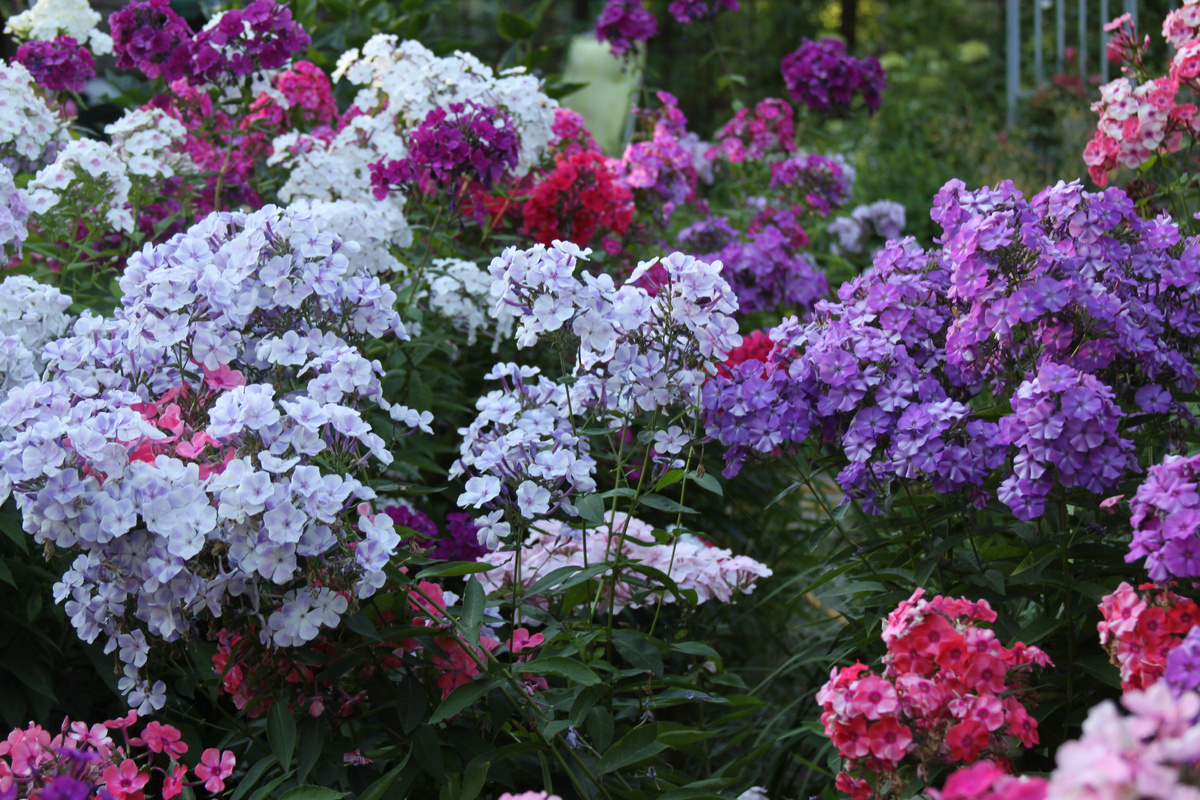 Флоксы в моем саду до уничтожительных потопов