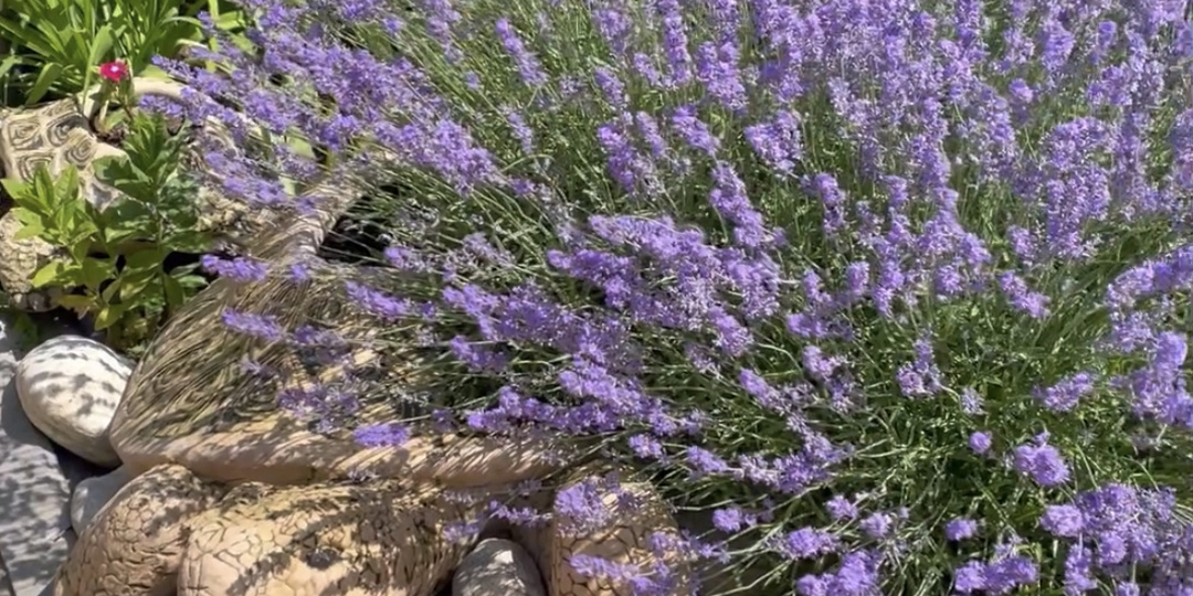 Что сеем в январе?