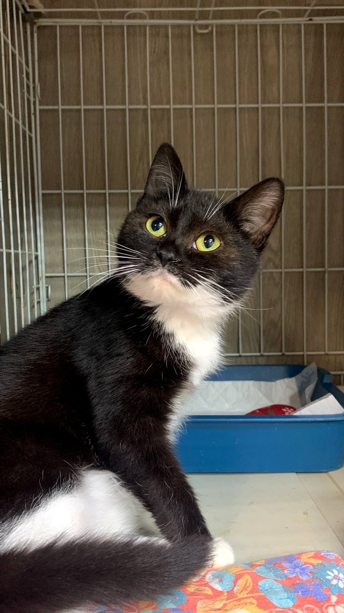 Алкмена, 6 месяцев.