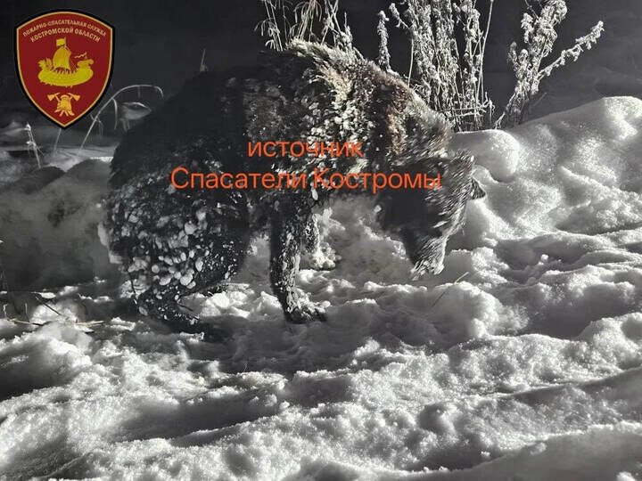     фото "Спасатели Костромы"