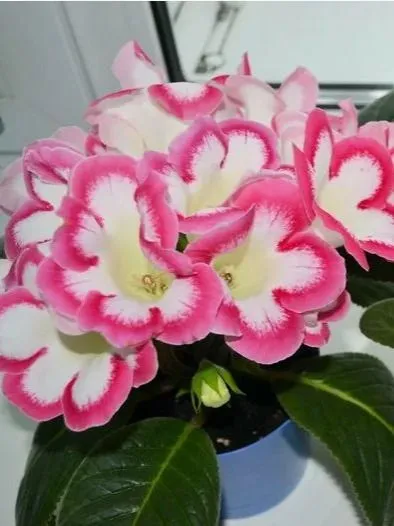 Глоксиния Розалинда